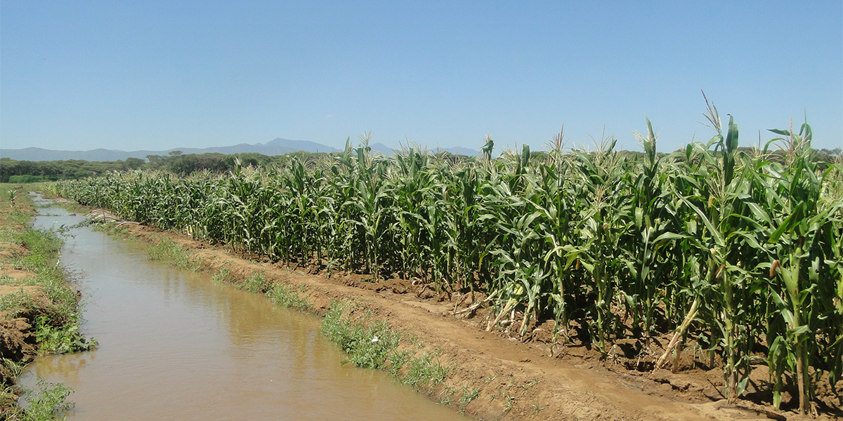 turkana2